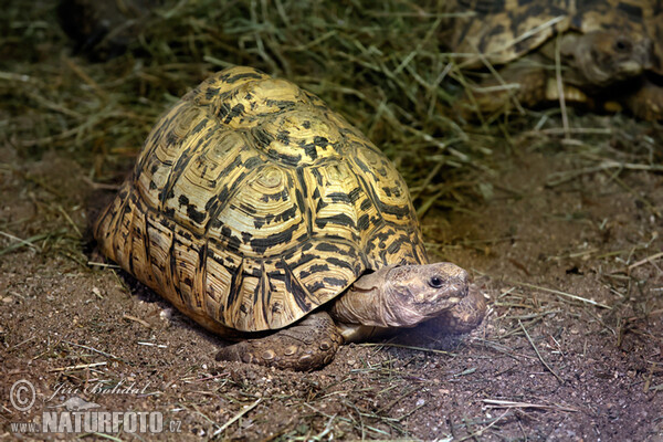 Želva pardálí (Geochelone pardalis)