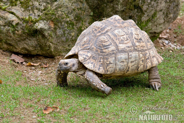 Želva pardálí (Geochelone pardalis)