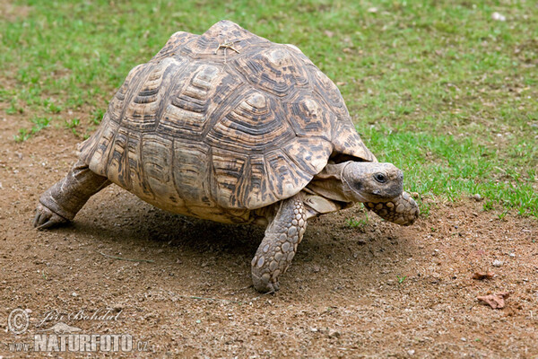 Želva pardálí (Geochelone pardalis)