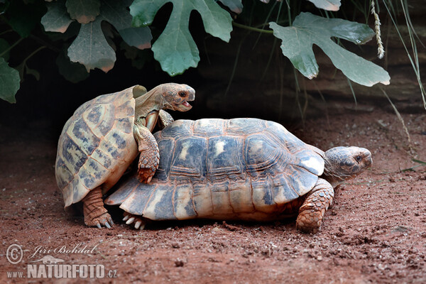 Želva zelenavá (Testudo hermanni)