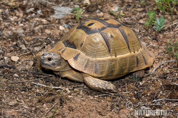 Želva žlutohnědá (Testudo graeca)