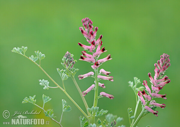 Zemědým lékařský (Fumaria officinalis)