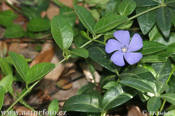 Zimozeleň menšia (Vinca minor)