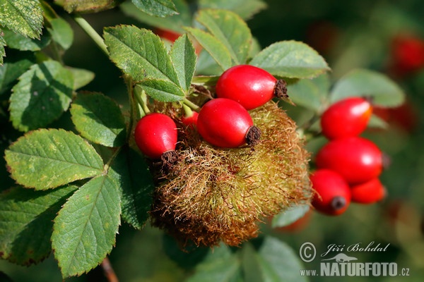 Žlabatka růžová - hálka (Diplolepis rosae)