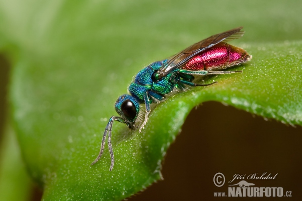 Zlatěnka (Chrysis sp.)