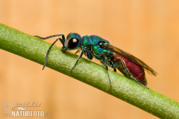 Zlatěnka (Chrysis sp.)