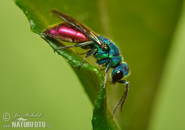 Zlatěnka (Chrysis sp.)