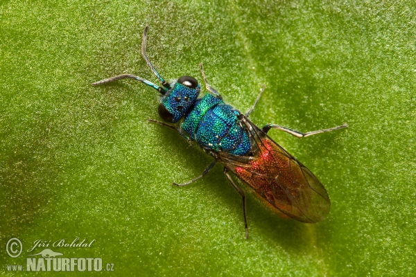 Zlatěnka (Chrysis sp.)