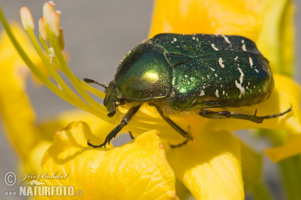 Zlatohlávek zlatý (Cetonia aurata)