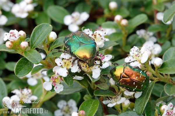 Zlatohlávek zlatý (Cetonia aurata)