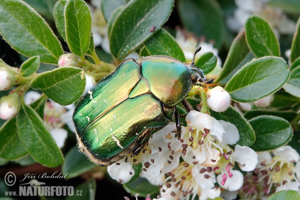 Zlatohlávek zlatý (Cetonia aurata)