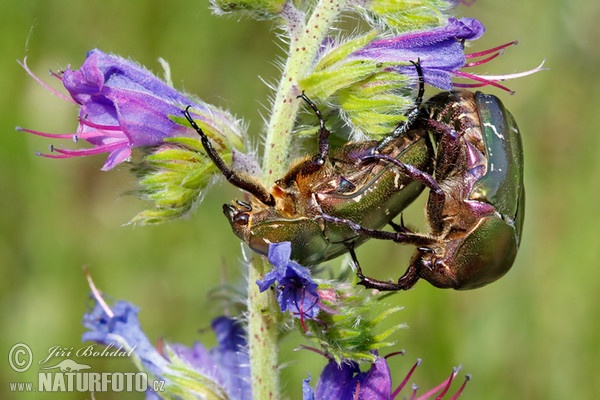 Zlatohlávek zlatý (Cetonia aurata)