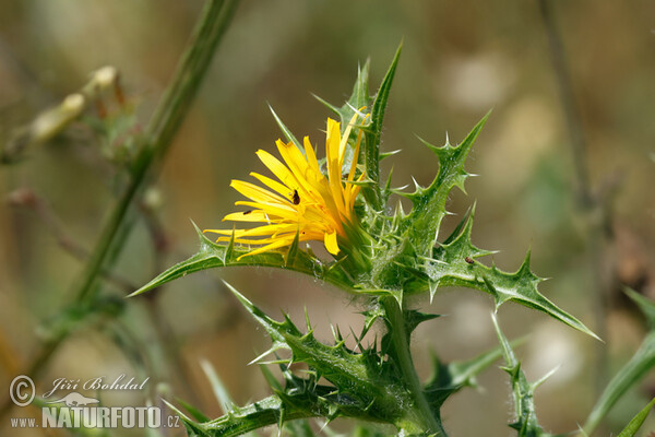 Zlatokvet španielsky (Scolymus hispanicus)