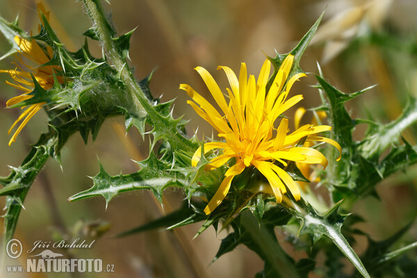 Zlatokvet španielsky (Scolymus hispanicus)