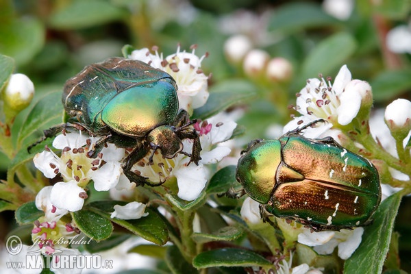 Zlatoň obyčajný (Cetonia aurata)