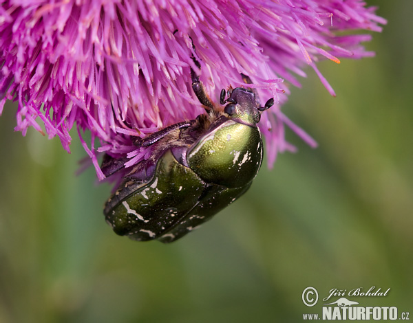 Zlatoň obyčajný (Cetonia aurata)