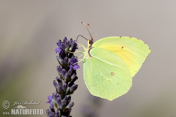 Žltáčik Kleopatra (Gonepteryx cleopatra)