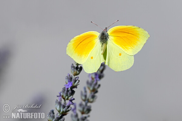 Žltáčik Kleopatra (Gonepteryx cleopatra)