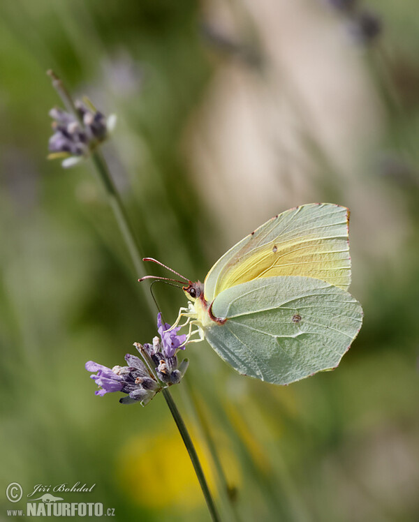 Žltáčik Kleopatra (Gonepteryx cleopatra)