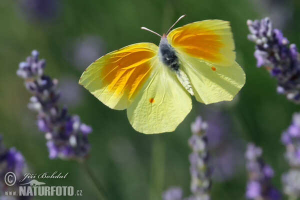 Žltáčik Kleopatra (Gonepteryx cleopatra)