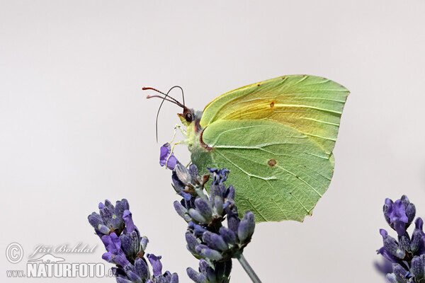 Žltáčik Kleopatra (Gonepteryx cleopatra)