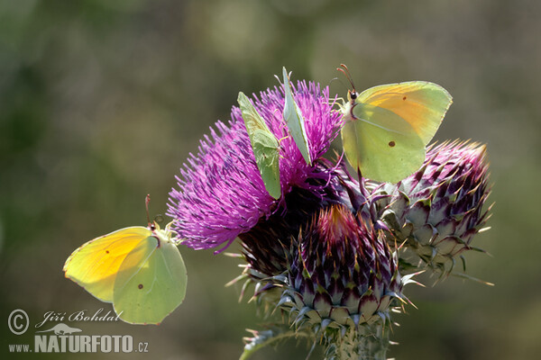 Žltáčik Kleopatra (Gonepteryx cleopatra)