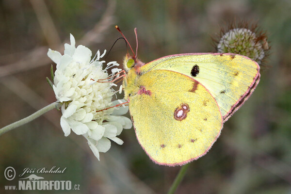 Žltáčik ranostajový (Colias hyale)