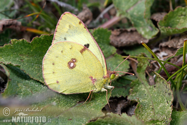 Žltáčik ranostajový (Colias hyale)