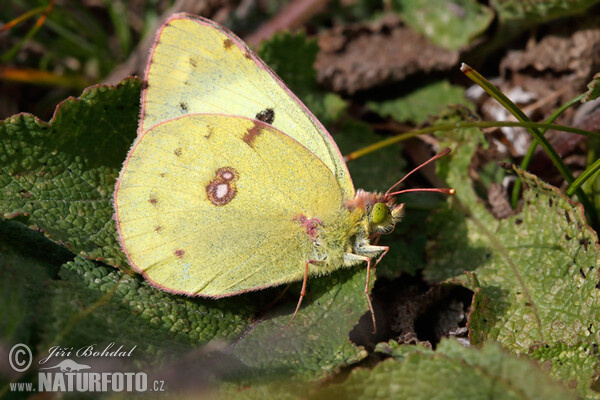 Žltáčik ranostajový (Colias hyale)