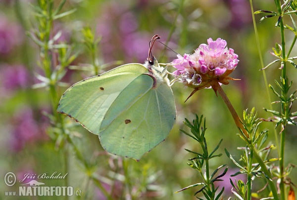 Žltáčik rešetliakový (Gonepteryx rhamni)