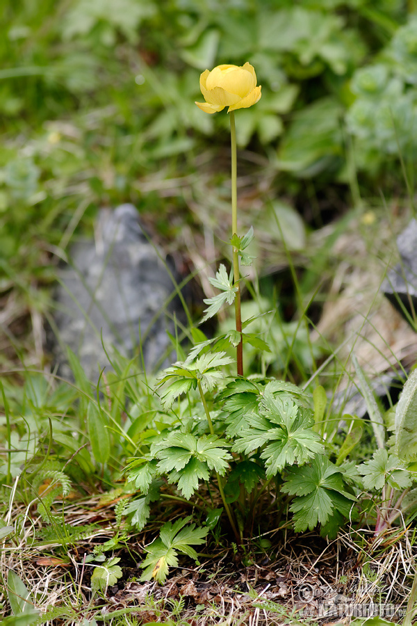 Žltohlav európsky (Trollius europaeus)