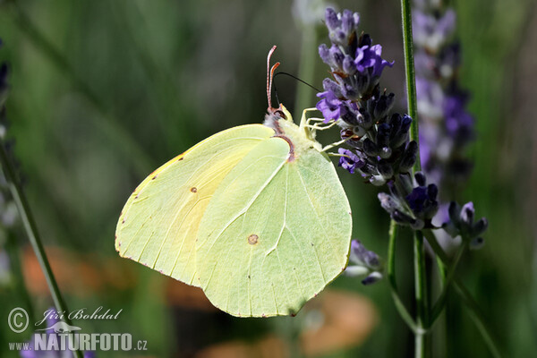 Žluťásek půvabný (Gonepteryx cleopatra)