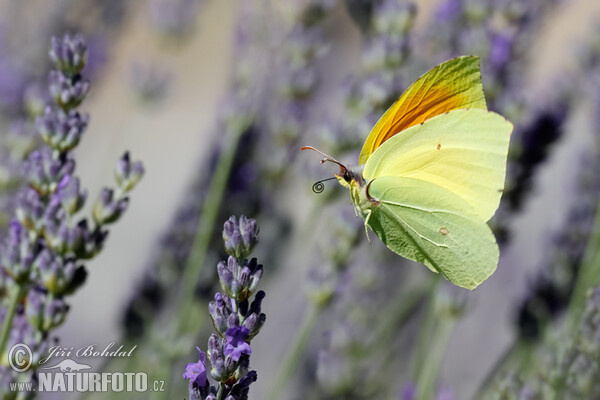 Žluťásek půvabný (Gonepteryx cleopatra)