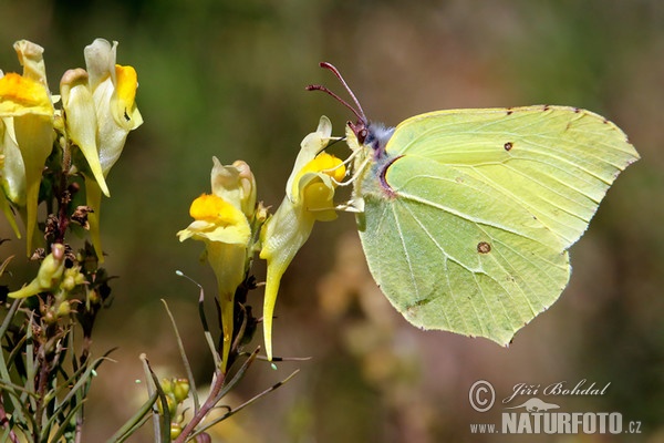 Žluťásek řešetlákový (Gonepteryx rhamni)