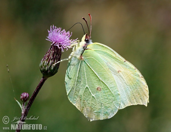 Žluťásek řešetlákový (Gonepteryx rhamni)