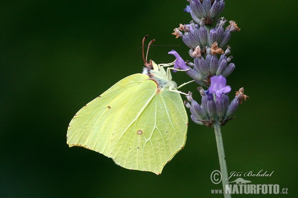 Žluťásek řešetlákový (Gonepteryx rhamni)