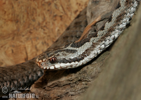 Zmije obecná (Vipera berus)