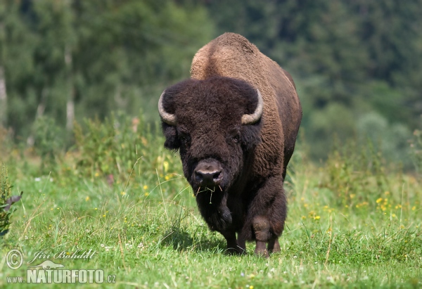 Zubor americký (Bison bison)