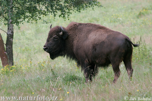 Zubor americký (Bison bison)