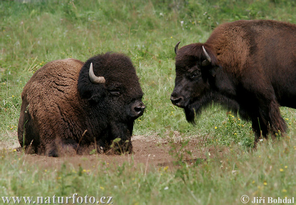 Zubor americký (Bison bison)