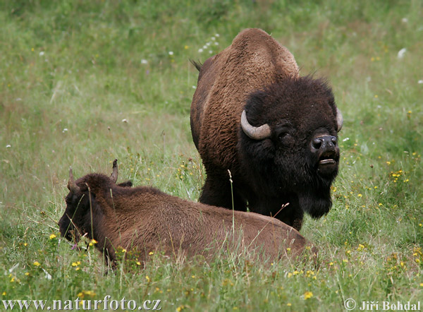 Zubor americký (Bison bison)