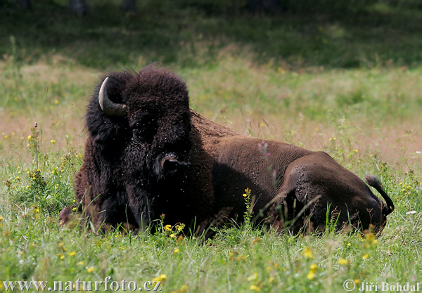 Zubor americký (Bison bison)