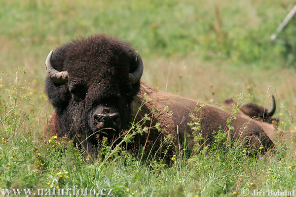 Zubor americký (Bison bison)