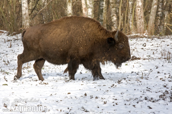 Zubor americký (Bison bison)