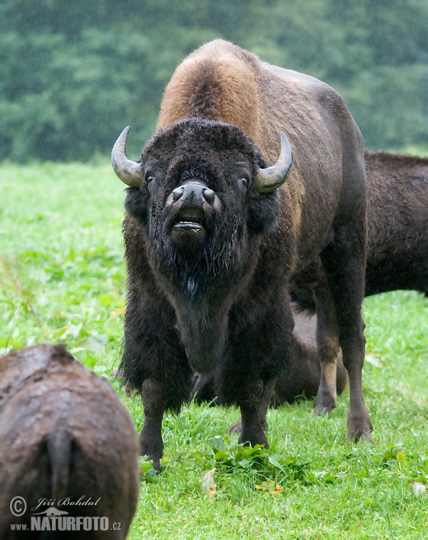 Zubor americký (Bison bison)