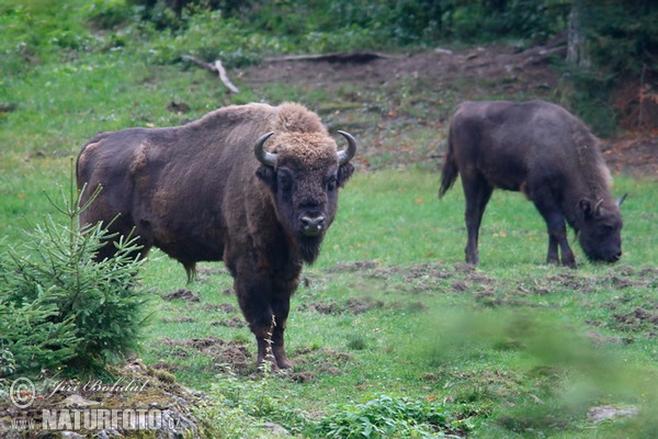 Zubor lesný (Bison bonasus)