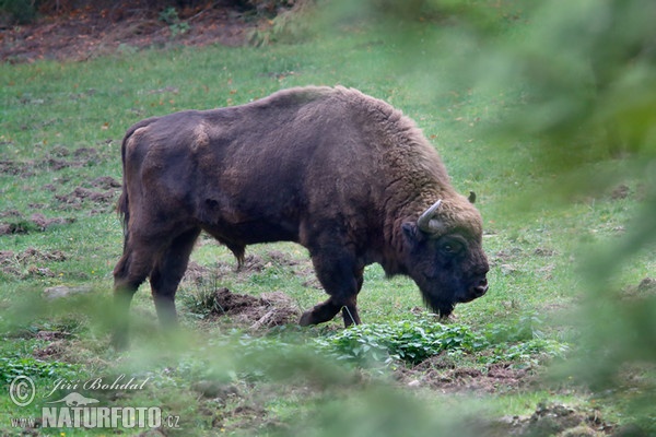 Zubor lesný (Bison bonasus)