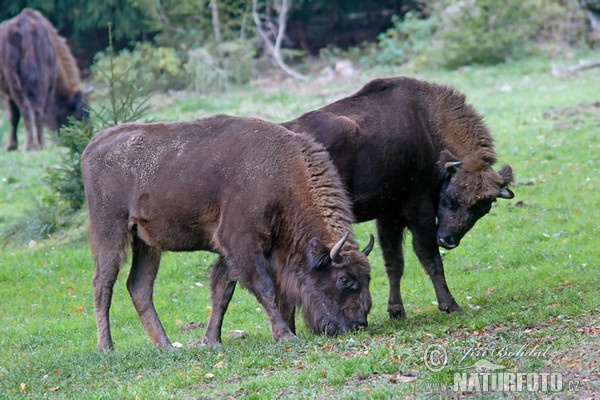 Zubor lesný (Bison bonasus)