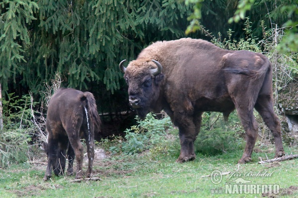 Zubor lesný (Bison bonasus)