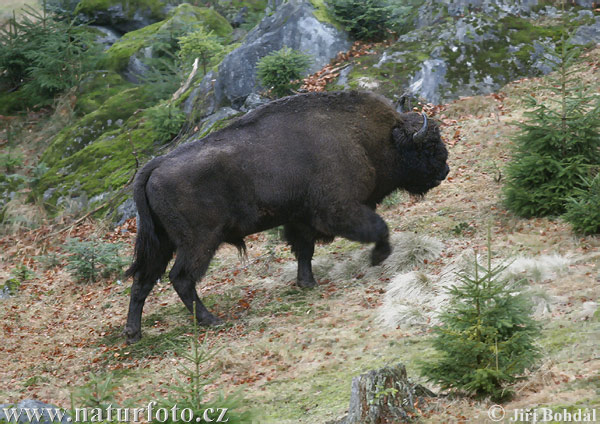 Zubor lesný (Bison bonasus)